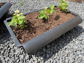 Sterke, professionele aardbeienbakken