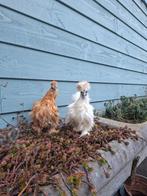 Zijdehoenders, Dieren en Toebehoren, Pluimvee, Vrouwelijk, Kip