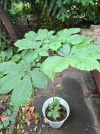 Kastanje in pot, Ophalen, Minder dan 100 cm, Lente, Overige soorten