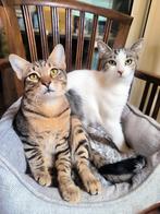 2 zeer lieve 6mnd kittens(k) gecastr/gechipt/ingeënt/vaccin, Dieren en Toebehoren, Katten en Kittens | Overige Katten, Kater, Kortharig
