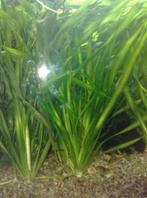 Aquariumplant - Vallisneria Spiralis, Ophalen of Verzenden, Nieuw, Plant(en), Steen of Hout