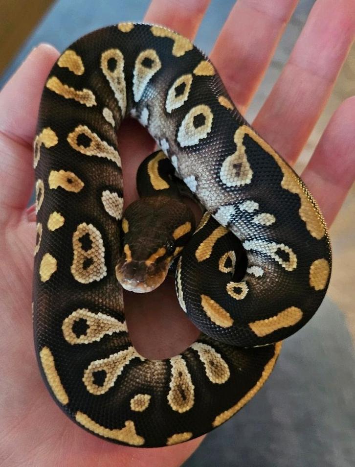 Koningspython Mannetje 6mnd