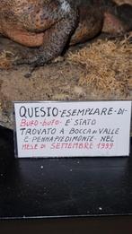 Opgezette Gewone Pad - Italië 1999, Ophalen of Verzenden