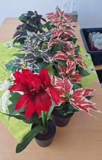 Te koop elf kunst Kerststerren en kunst Amaryllis van Ikea., Diversen, Ophalen of Verzenden, Zo goed als nieuw