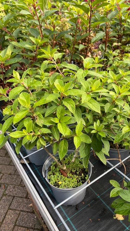 Hortensia bobo, Tuin en Terras, Planten | Tuinplanten, Overige soorten, Halfschaduw, Ophalen