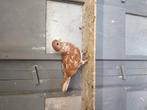Koppel Portugese tuimelaars, Dieren en Toebehoren, Vogels | Duiven, Meerdere dieren, Tuimelaar of Roller