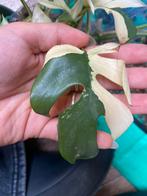 Monstera rhaphidophora variegata bladstek 2, Ophalen of Verzenden, Halfschaduw, Minder dan 100 cm