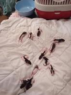 Tamme ratjes, Rat, Meerdere dieren, Tam, Oktober