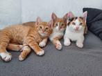 Nog 1 kitten te koop!, Dieren en Toebehoren, Katten en Kittens | Raskatten | Korthaar, Meerdere dieren, Ontwormd, 0 tot 2 jaar