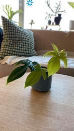 Philodendron Florida Ghost, Huis en Inrichting, Kamerplanten, Ophalen of Verzenden, Halfschaduw, Minder dan 100 cm