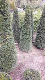 Taxus pyramide, Taxus, Ophalen