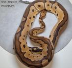 Python regius Clow/DG., Slang, 0 tot 2 jaar
