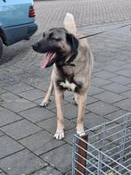 Kangal, Reu, 1 tot 2 jaar, Groot, Eén hond