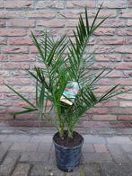 Phoenix Canariensis - Canarische Dadelpalm(2-stammig) H:85cm, Tuin en Terras, Planten | Tuinplanten, Vaste plant, Overige soorten