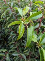 Portugese Laurier, prunus lusitanica 80-100, Ophalen, Laurier, Struik, Minder dan 100 cm