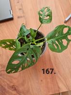 Monstera adansonii plantje, Huis en Inrichting, Kamerplanten, Ophalen of Verzenden