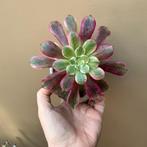 Aeonium Wedding Dress Vetplanten Succulent, Ophalen of Verzenden, Halfschaduw, Minder dan 100 cm