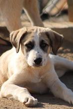 Alora Dog Rescue: Joey, deze lieverd zoekt een baasje, Dieren en Toebehoren, Honden | Niet-rashonden, Particulier, Meerdere, Groot
