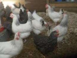 Sussex kippen., Dieren en Toebehoren, Pluimvee, Kip, Vrouwelijk