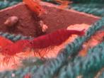 Bloody Mary garnalen, Kreeft, Krab of Garnaal