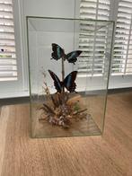 Mooie opgezette vlinders taxidermie in glazen box, Antiek en Kunst, Curiosa en Brocante, Ophalen of Verzenden