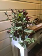 Mooie Tradescantia Zebrina hangplant., Huis en Inrichting, Kamerplanten, Overige soorten, Minder dan 100 cm, Ophalen of Verzenden