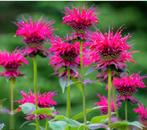 Slakresistante planten, Ophalen, Zomer, Overige soorten, Volle zon