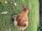 Jonge Cochin haan, Dieren en Toebehoren, Pluimvee, Mannelijk, Kip