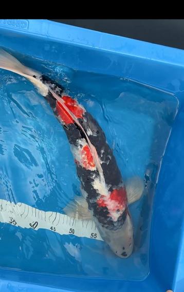 Gin Rin Showa 55/60cm, kweker Shinoda beschikbaar voor biedingen