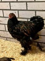 Brahma haan goud zwart gezoomd, Dieren en Toebehoren, Pluimvee, Mannelijk, Kip