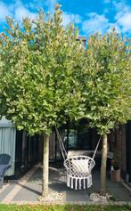 Plataan  / 2  bomen, Tuin en Terras, Planten | Bomen, Ophalen of Verzenden, Volle zon, Overige soorten