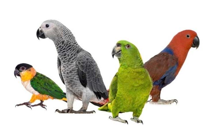 Gecertificeerde Huiselijke opvang voor uw kromsnavel !!, Dieren en Toebehoren, Vogels | Parkieten en Papegaaien, Parkiet, Meerdere dieren