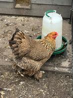 Brahma Groot meerzomig patrijs en blauw patrijs hen, Dieren en Toebehoren, Pluimvee, Vrouwelijk, Kip