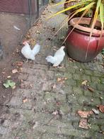 Hollandse kriel, Dieren en Toebehoren, Mannelijk, Kip