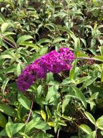 Vlinderstruiken in diverse kleuren, Tuin en Terras, Planten | Struiken en Hagen, Minder dan 100 cm, Struik, Vlinderstruik, Ophalen