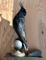 Opgezette kraai met meikever, taxidermie, vogel, Ophalen, Zo goed als nieuw, Insect, Opgezet dier