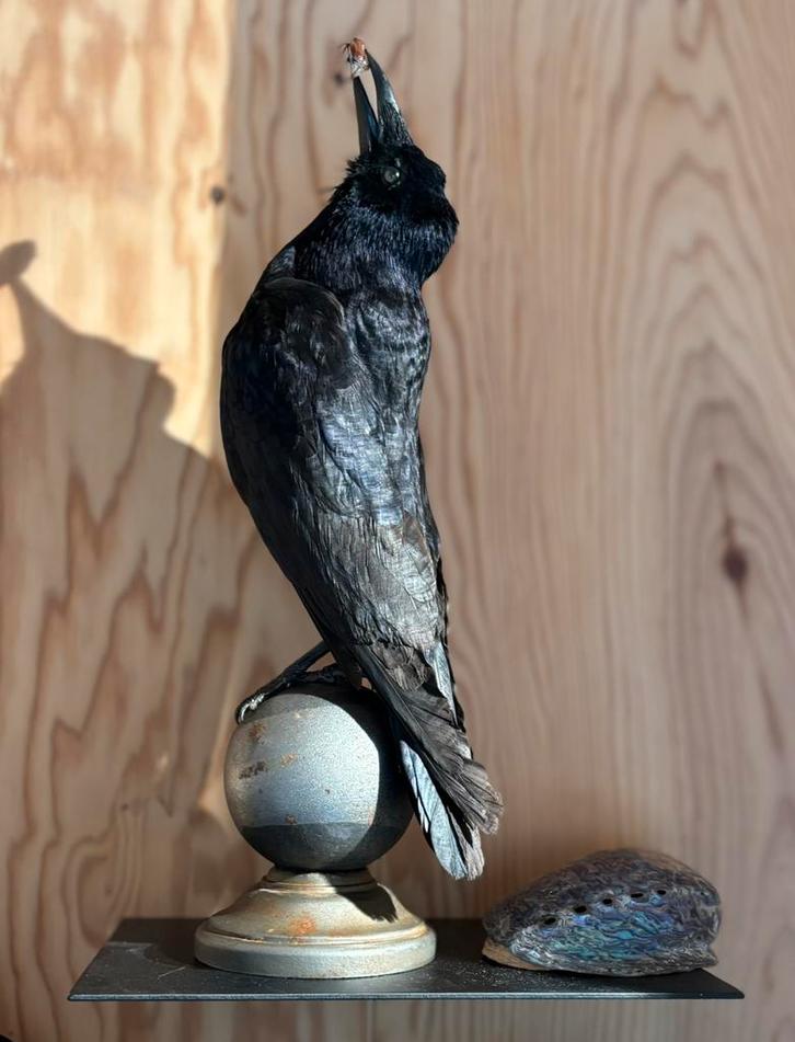 Opgezette kraai met meikever, taxidermie, vogel, Verzamelen, Dierenverzamelingen, Zo goed als nieuw, Opgezet dier, Insect, Ophalen
