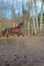Speelse 2,5 jarige ruin, Dieren en Toebehoren, Paarden, Gechipt, Minder dan 160 cm, Ruin, 3 tot 6 jaar