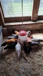 Mooie Chabo kippen, Meerdere dieren, Kip