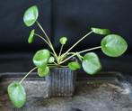 Pannenkoekplantje (Pilea peperomioides), Huis en Inrichting, Kamerplanten, Overige soorten, Minder dan 100 cm, Ophalen of Verzenden