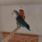 Broedkoppel Agapornis roseicollis broedrijp, Meerdere dieren, Dwergpapegaai of Agapornis, Geringd