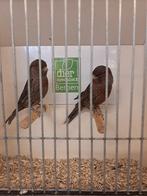 Kanarie zwartrood man, Dieren en Toebehoren, Vogels | Kanaries, Mannelijk, Kleurkanarie