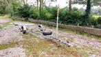 Pega catamarantrailer, Watersport en Boten, Ophalen, Gebruikt, Overige typen