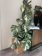Mostera Albo Variegata 110cm + moss, 10 leaves, Huis en Inrichting, Ophalen, Halfschaduw, Minder dan 100 cm