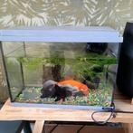 Nieuw baasje voor twee vissen (met bak en filter), Dieren en Toebehoren, Ophalen, Zo goed als nieuw
