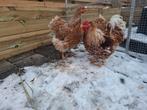 grote wyandot kippen, Dieren en Toebehoren, Pluimvee, Meerdere dieren, Kip
