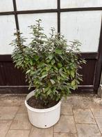 Olijfwilg Potgekweekt - Verschillende hoogtes, Bloeit niet, Olijfboom, Minder dan 100 cm, Ophalen