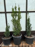 Tekoop : taxus potgekweekt, Ophalen, Bloeit niet, Overige soorten, Volle zon