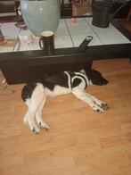 Stabij reu, 15 weken tot 1 jaar, Eén hond, Nederland, Particulier