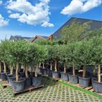 Megadeal olijfbomen!, Lente, 100 tot 250 cm, Olijfboom, Ophalen
